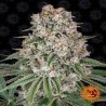 TROPICANNA BANANA FEMINIZADA (BARNEY´S FARM SEEDS)