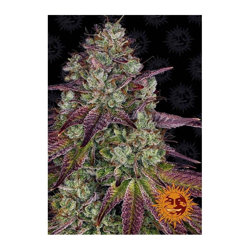 MIMOSA EVO FEMINIZADA (BARNEY´S FARM SEEDS)