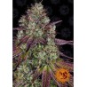 MIMOSA EVO FEMINIZADA (BARNEY´S FARM SEEDS)