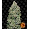 TOP DAWG (BARNEY´S FARM SEEDS)