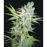 CRIMINAL JACK FEMINIZADA (BIOHAZARD SEEDS)