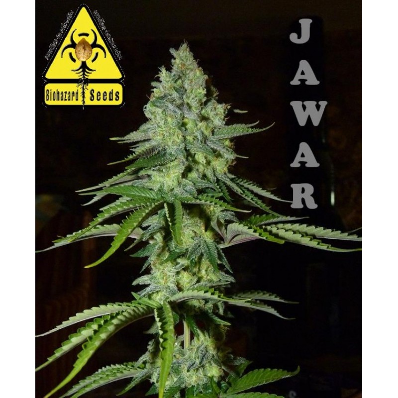 JAWAR (BIOHAZARD SEEDS) FEMINIZADA