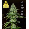 JAWAR (BIOHAZARD SEEDS) FEMINIZADA