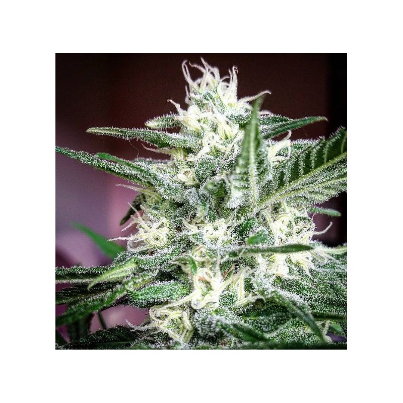 PSICOTROPIC CBD (BIOHAZARD SEEDS)