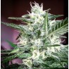 PSICOTROPIC CBD (BIOHAZARD SEEDS)