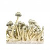 KIT SETAS ALBINO 100% MICELIO