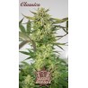 BUDDHA DIESEL FEMINIZADA CLASSICS (BUDDHA SEEDS)
