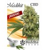 MEDIKIT CBD FEMINIZADA (BUDDHA SEEDS)