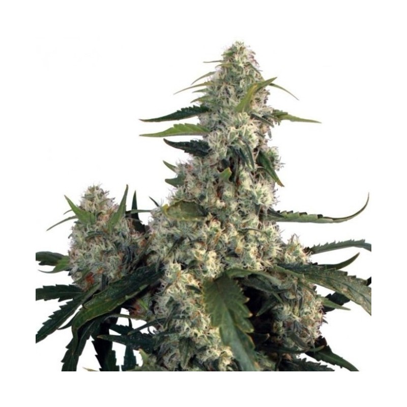 QUASAR FEMINIZADA (BUDDHA SEEDS)