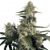 QUASAR FEMINIZADA (BUDDHA SEEDS)