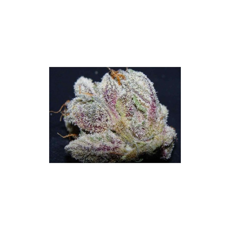DESTROYER FEMINIZADA (CANNABIOGEN SEEDS)