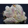 DESTROYER FEMINIZADA (CANNABIOGEN SEEDS)