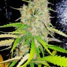 PSICO AMNESIA (CANNABIS SEEDS) FEMINIZADA