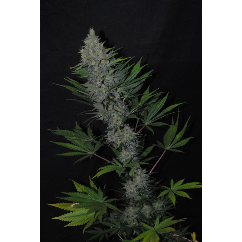 ITAL CHEESE FEMINIZADA (DREAMS CANNABIS SEEDS)