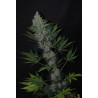 ITAL CHEESE FEMINIZADA (DREAMS CANNABIS SEEDS)