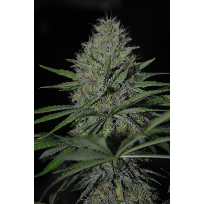 DREAMS FEMINIZADA (DREAMS CANNABIS SEEDS)