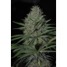 DREAMS FEMINIZADA (DREAMS CANNABIS SEEDS)