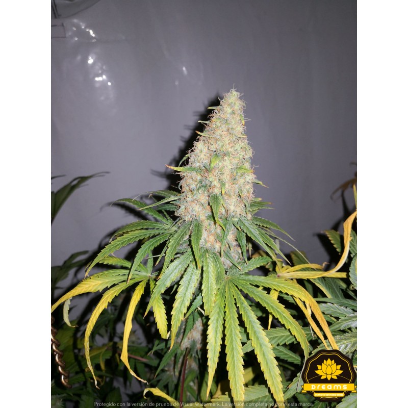 LA BENITERA FEMINIZADA (DREAMS CANNABIS SEEDS)