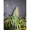 LA BENITERA FEMINIZADA (DREAMS CANNABIS SEEDS)