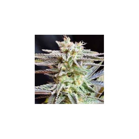 SUGAR BLACK ROSE F1 EARLY VERSION (DELICIOUS SEEDS)