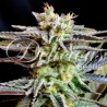 SUGAR BLACK ROSE FEMINIZADA (DELICIOUS SEEDS)