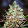 COTTON CANDY FEMINIZADA (DELICIOUS SEEDS)