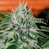 CRITICAL JACK HERER FEMINIZADA (DELICIOUS SEEDS)