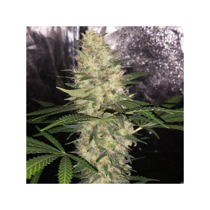 CRITICAL SENSI STAR FEMINIZADA (DELICIOUS SEEDS)