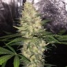 CRITICAL SENSI STAR FEMINIZADA (DELICIOUS SEEDS)