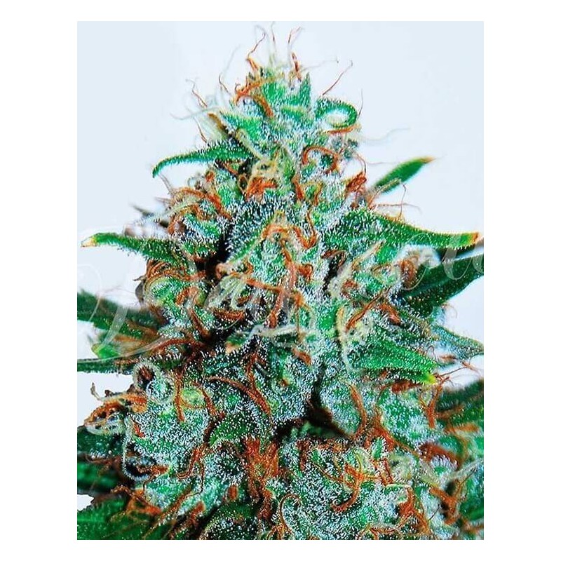 CRITICAL NEVILLE HAZE 2.0 (DELICIOUS SEEDS)