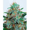 CRITICAL NEVILLE HAZE 2.0 (DELICIOUS SEEDS)
