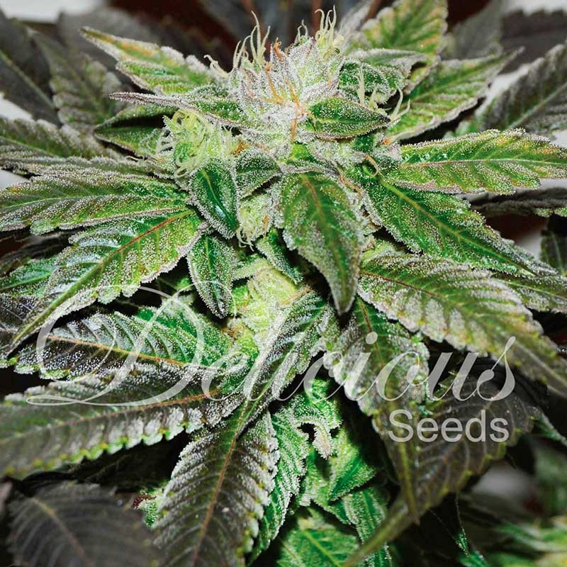 SUGAR CANDY FEMINIZADA (DELICIOUS SEEDS)
