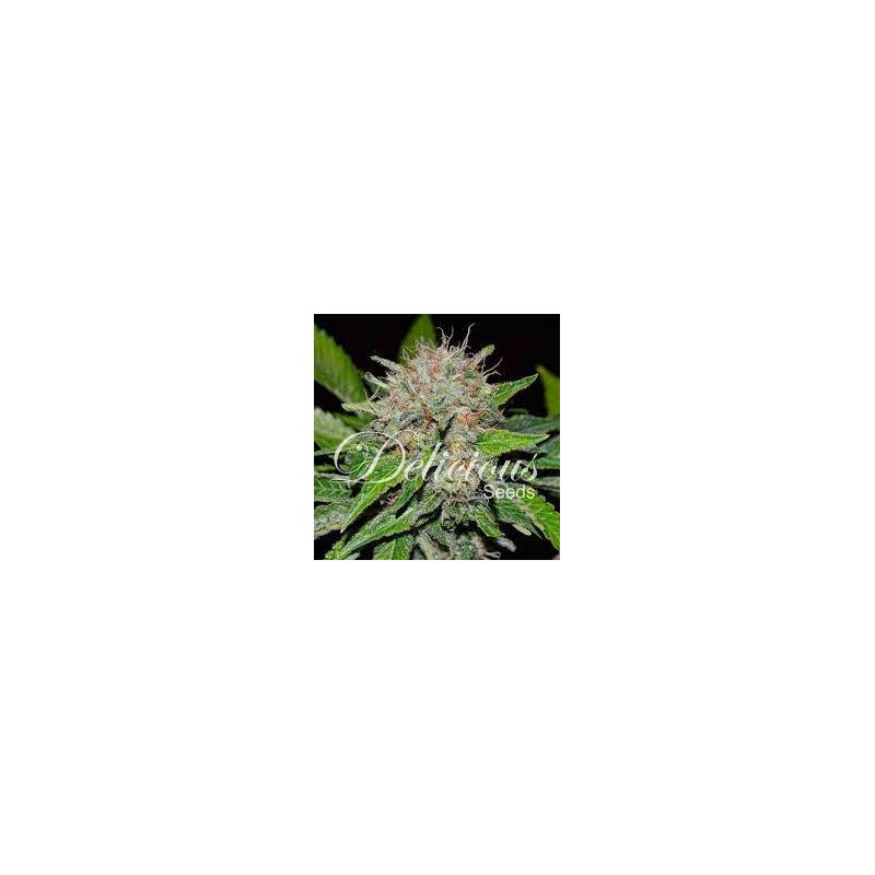 DEEP MANDARINE (CBD) FEMINIZADA